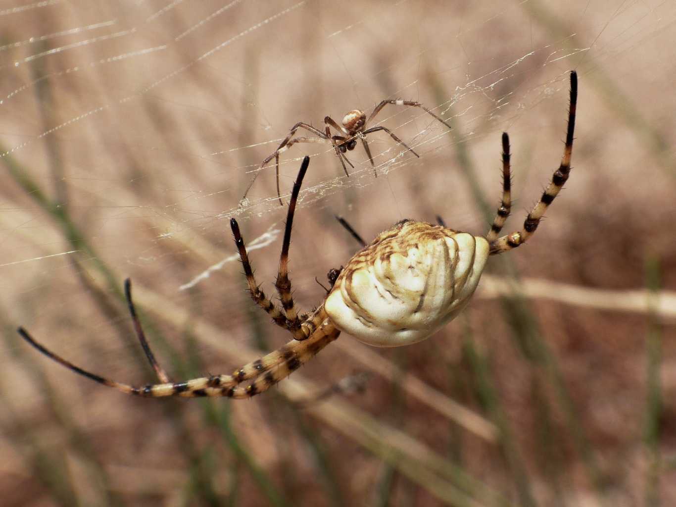 Femmina di Argiope lobata piacente  - Palau (OT)